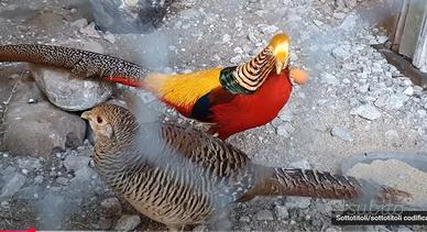 Coppia novelli fagiano dorato rosso 2025