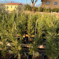 Piante da siepe vaso 30