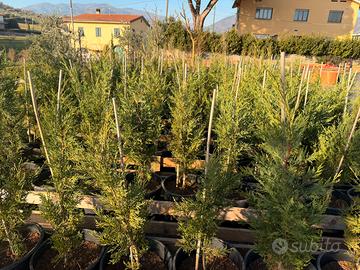 Piante da siepe vaso 30