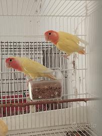 Disponibili inseparabili selvatici