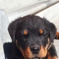 Cuccioli sia di pastore tedesco e sia rottweiler