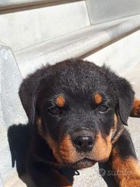 Cuccioli sia di pastore tedesco e sia rottweiler