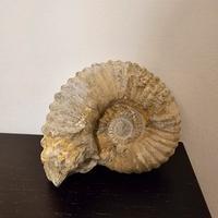 Ammonite Fossile