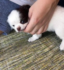 Cuccioli maschi chihuahua