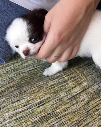 Cuccioli maschi chihuahua
