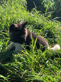 Akita Americano Femmina