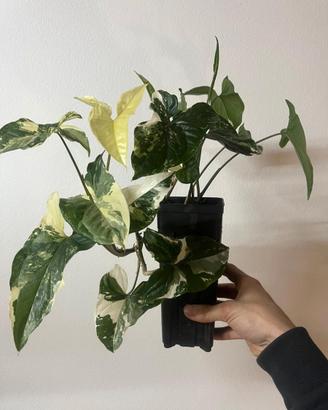 Syngonium Albo