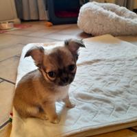 Chihuahua