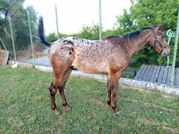 Cavallo