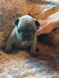 Puppy bulldog frenchie
