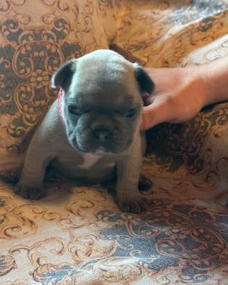 Puppy bulldog frenchie