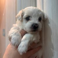 Cuccioli Maltese Toy-Maschio e femmina disponibile