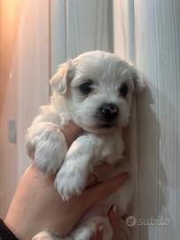 Cuccioli Maltese Toy-Maschio e femmina disponibile