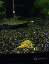 Caridine Yellow Neon