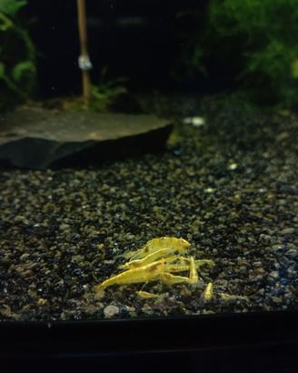Caridine Yellow Neon