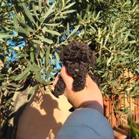 Barboncino mini toy nero ultima femmina