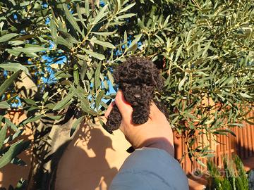 Barboncino mini toy nero ultima femmina