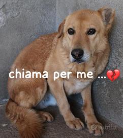 JERRY 10 ANNI taglia media