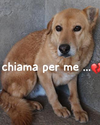 JERRY 10 ANNI taglia media