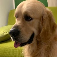 Golden Retriever disponibile per monte