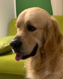 Golden Retriever disponibile per monte