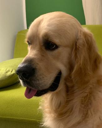 Golden Retriever disponibile per monte