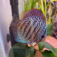 Discus 12cm