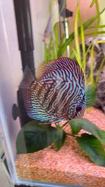 Discus 12cm