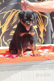 Cuccioli dí Rottweiler
