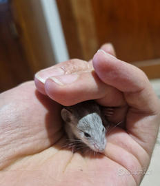 Topi domestici allevati a mano - vari colori