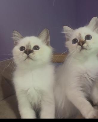 Cuccioli Gatto Sacro di Birmania