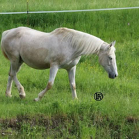 Fattrice quarter horse