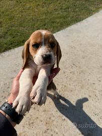 Beagle maschio