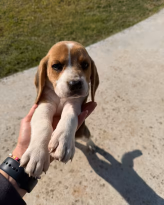 Beagle maschio