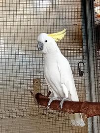 Maschio Cacatua Galerita Galerita