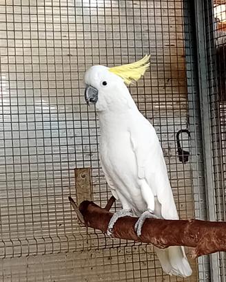Maschio Cacatua Galerita Galerita