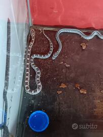 Baby corn snake