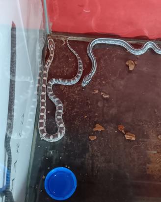 Baby corn snake