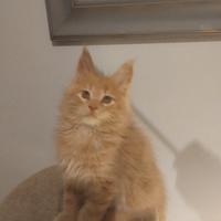 Mainecoon pedigree ANFI