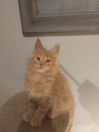 Mainecoon pedigree ANFI