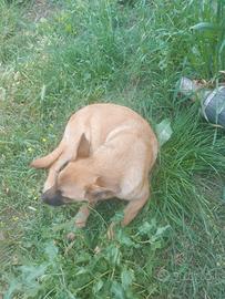 Pastore belga malinois