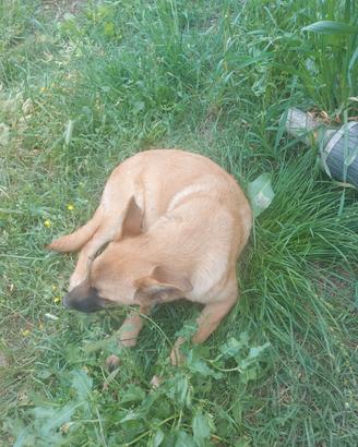 Pastore belga malinois