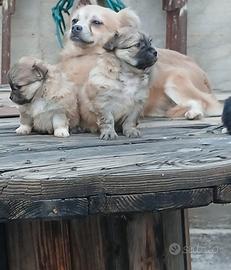 Chihuahua toy pelo lungo