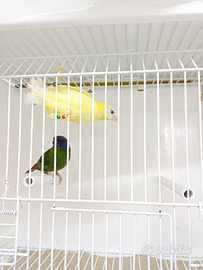 Diamante di kittlizt