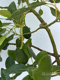 PIANTA AVOCADO
