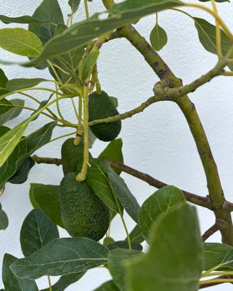 PIANTA AVOCADO
