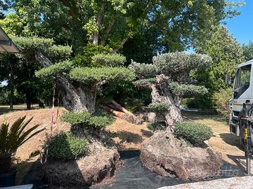 Ulivo macrobonsai
