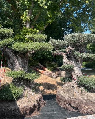 Ulivo macrobonsai