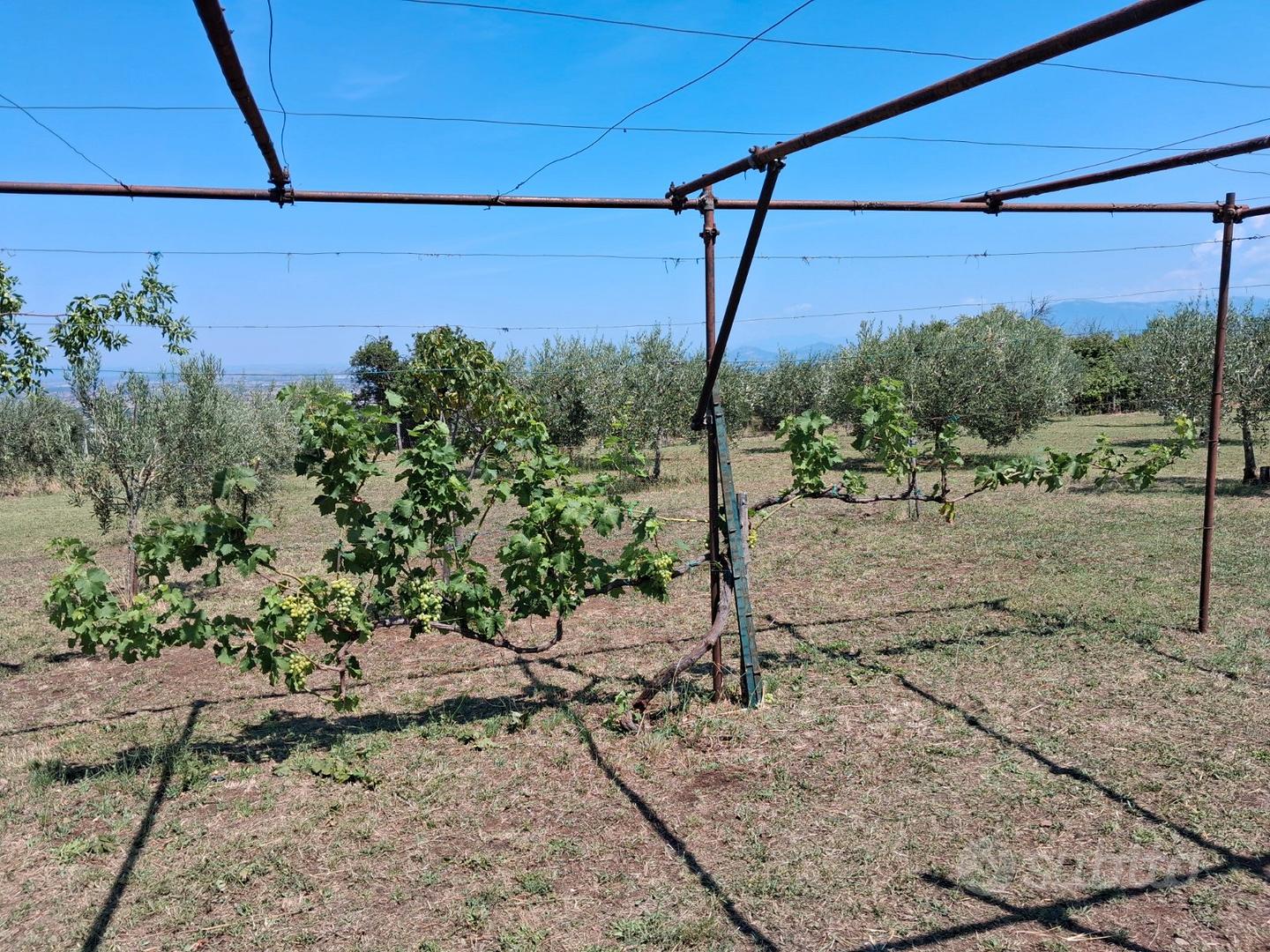Terreno agricolo - Vista 4