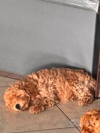 Barboncino Toy